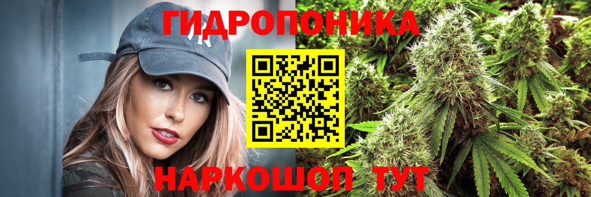 Конопля гибрид Балаково